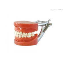 Dental Standard Model with Dp Articulator